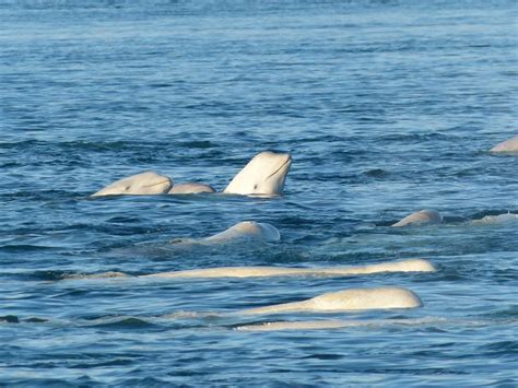 Arctic Beluga Whales Follow In The Footsteps Of David Attenborough And