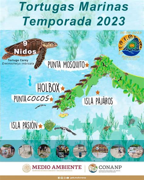 Localizan Nidos De Tortuga Carey En Yum Balam Quadratin Quintana Roo