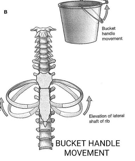 Rib Movements While Breathing 1 Pump Handle Forward And Upward