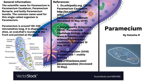 Paramecium Aurelia And Paramecium Caudatum