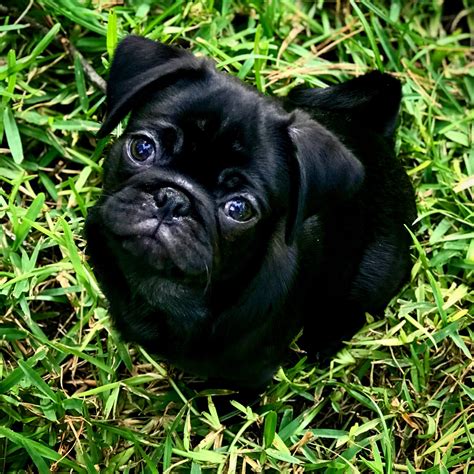 Handsome Boy Pug Baby Super Cute Animals Cute Animals Funny Dog Photos