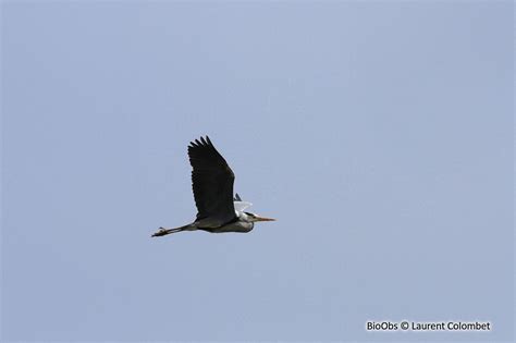 H Ron Cendr Ardea Cinerea Bioobs