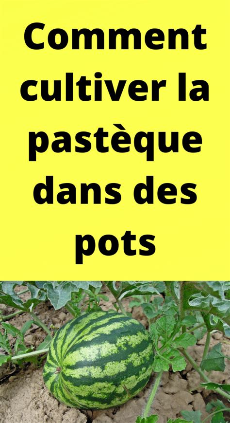 Comment Cultiver La Past Que Dans Des Pots Astuces De Jardinage Bio