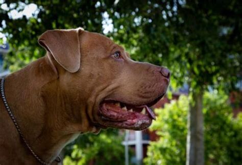 Gastrite Em Cachorro Causas Sintomas E Tratamento Petlove