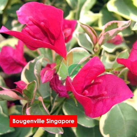 Jual Bibit Bunga Bougenville Singapura Original Agro Bibit Id