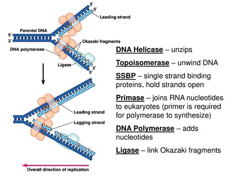 Antibiotics Bind To Rna Polymerase And