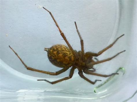 Araneae Eratigena Duellica Bugguidenet