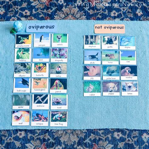 Free Oviparous Animal Printables And Montessori Inspired Oviparous