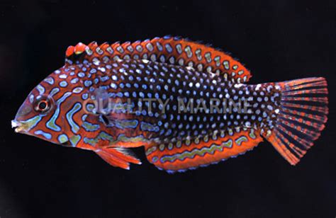 Ornate Leopard Wrasse Quality Marine