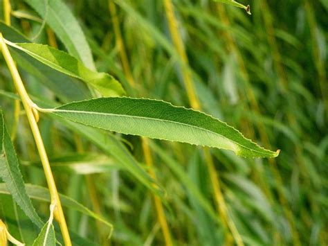 Golden Weeping Willow Salix Sepulcralis Var Chrysocoma Growing