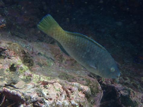 Azure Parrotfish From Pacific Ocean San Cristobal Galapagos EC On