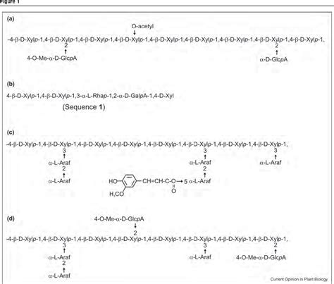 xylan biosynthetic process | Semantic Scholar