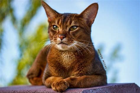 Gato Naranja Origen Caracter Sticas Cuidados Y M S