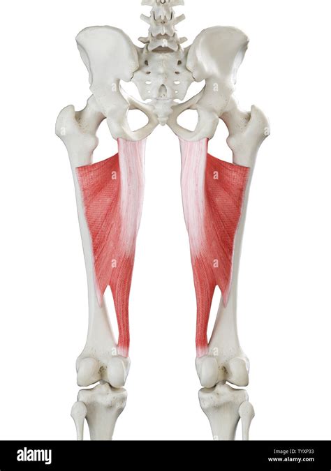 Medical Accurate Illustration Adductor Magnus Hi Res Stock Photography