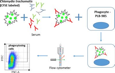 A Flow Cytometrybased Assay To Determine The Phagocytic Activity Of