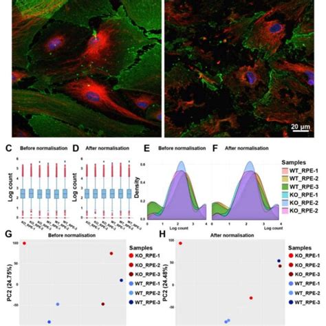 Representative Double Immunofluorescent Staining Images Of ZO 1 And