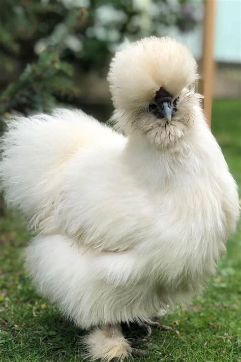 15 Most Expensive Chicken Breeds With Pictures