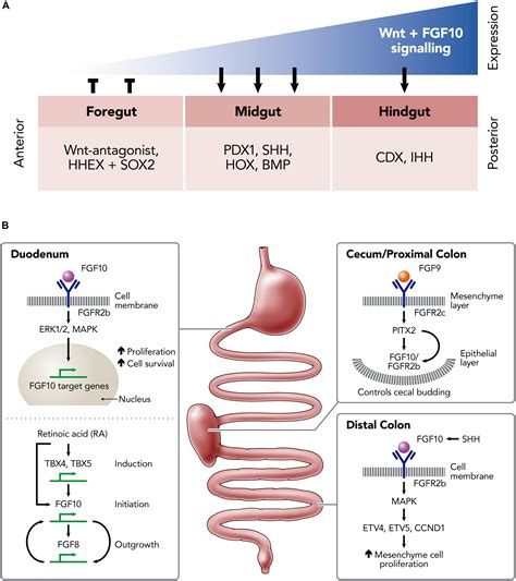 Frontiers The Role Of Fibroblast Growth Factor Signaling In