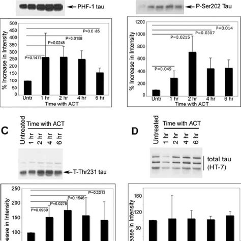 Comparison Of Tau Phosphorylation In Cortical Neurons Treated With Aat