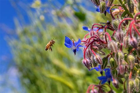 Borage Seeds Borago Officinalis Quince Honey Farm