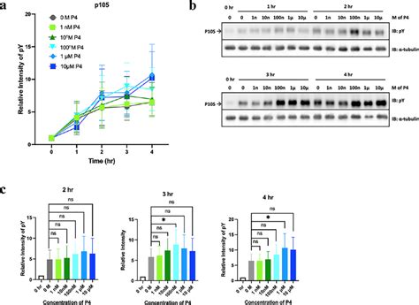 P4 Enhances The Level Of Tyrosine Phosphorylation Of Human Sperm