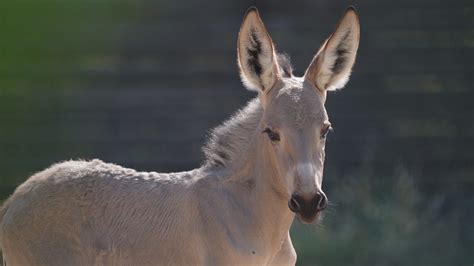 Incredibly Rare African Wild Ass Born At Marwell Zoo In Hampshire