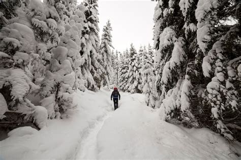 Vista Traseira Do Caminhante Do Turista A Mochila Andando Na Neve