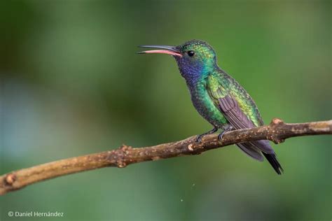 Pájaro Zunzuncito El Colibrí Abeja De Cuba Loros Y Guacamayos