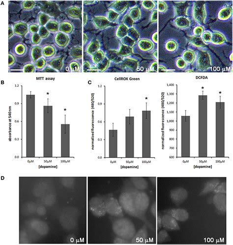 Dopamine Reduced Cell Viability And Increased ROS Production The