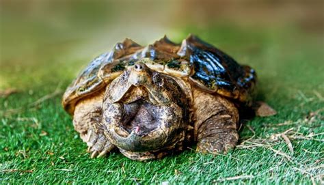 Alligator Snapping Turtle Bite Force