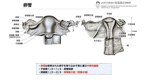 かずひろ先生の徹底的国試対策 解剖学マガジン Anatomical Articles