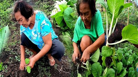 GULAYAN SERIES Nag Harvest Ng Pechay At Pag Tanim Ng Talong Episode 13