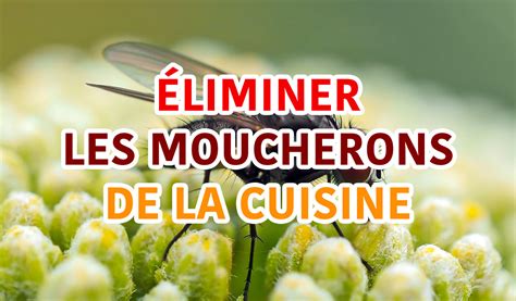 Comment Liminer Les Moucherons De La Cuisine Facilement