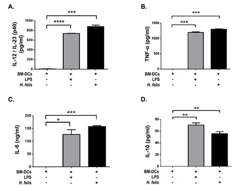 H felis stimulated BM DCs secrete elevated levels of IL 12 TNF α