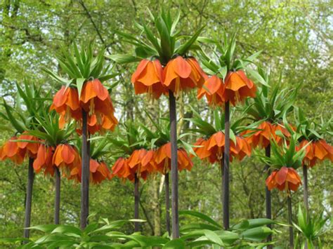 Worldoffloweringplants Grow Care Fritillaria Bulbs Unique