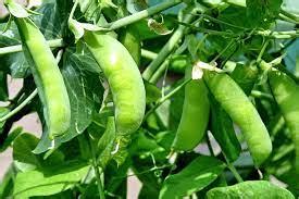 Pea Sugar Snap Delikett Green Vegetable Seeds