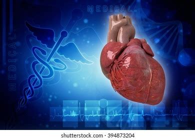 Human Heart Anatomy Human Heart Stock Illustration 394873204