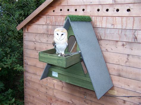 Forest Green Barn Owl Box W Shelf The Owl Box