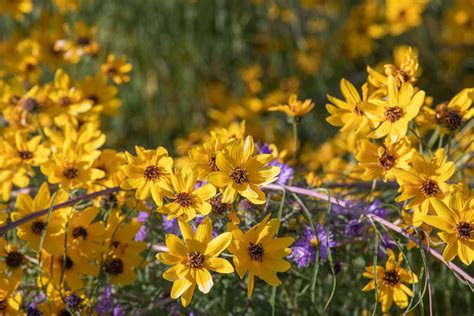 Best Rock Garden Plants For Sun Or Shade