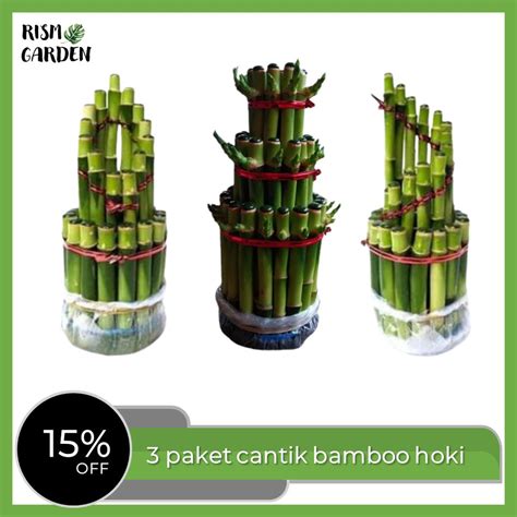 Jual Bambu Hoki 3 Model 3 Susun Mahkota Air Mancur Lucky Bamboo Sri