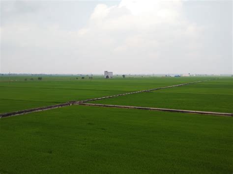 Sekinchan Paddy Field Padi Field In Sekinchan