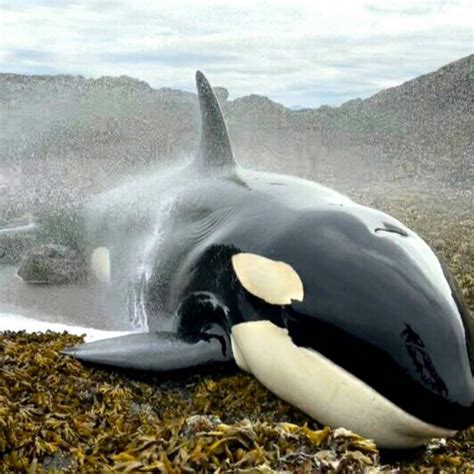 Beached Killer Whale