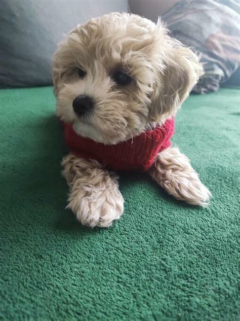 Archiwalne Maltipoo Pudel Toy Maltańczyk Brodnica