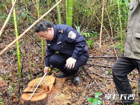 团伙竟在长株潭绿心中央公园盗伐林木！15人被抓 民生 长沙晚报网