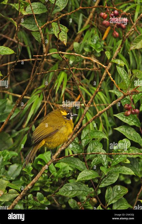 Yellow Eared Bulbul Pycnonotus Penicillatus Adult Perched In