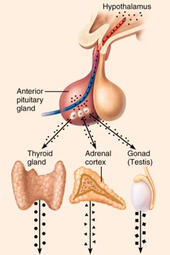 Endocrine System Flashcards Quizlet