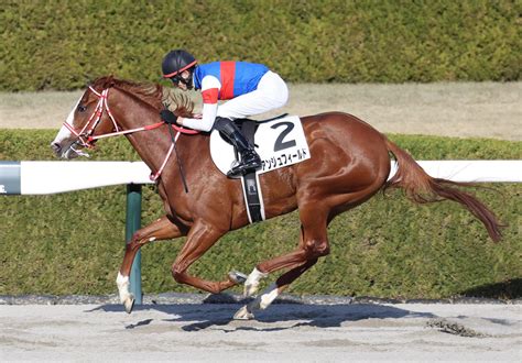 坂井瑠星騎手がjra通算400勝達成、現役46人目「無事に達成できて良かった」／阪神7r 競馬写真ニュース 日刊スポーツ