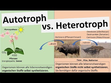 Heterotroph Definition