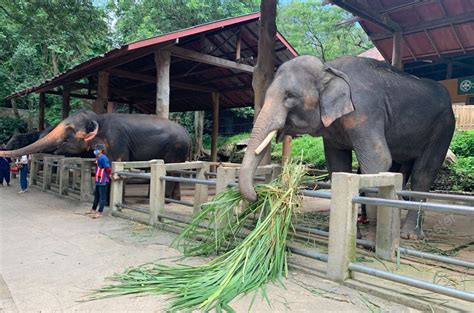 Mae Sa Elephant Camp Chiang Mai Master