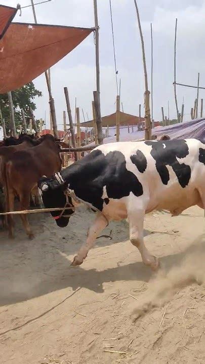 এই লো খেপছে পাগলা আজকে 😱🥰 ️ Cow Bhaikotonilogaru Cowvideos Bull